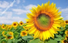 ảnh đính kèm của gia sư