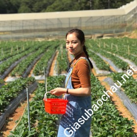 gia sư Hồ Chí Minh