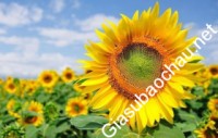 Giáo viên giỏi TH Hồng Quang chuyên dạy kèm môn Toán